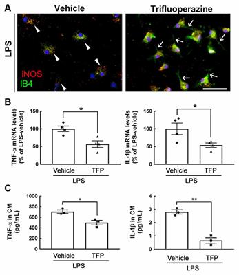 Inhibitory Effects of Trifluoperazine on Peripheral Proinflammatory Cytokine Expression and Hypothalamic Microglia Activation in Obese Mice Induced by Chronic Feeding With High-Fat-Diet